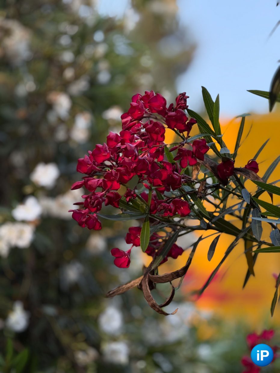 wp-image-1330219