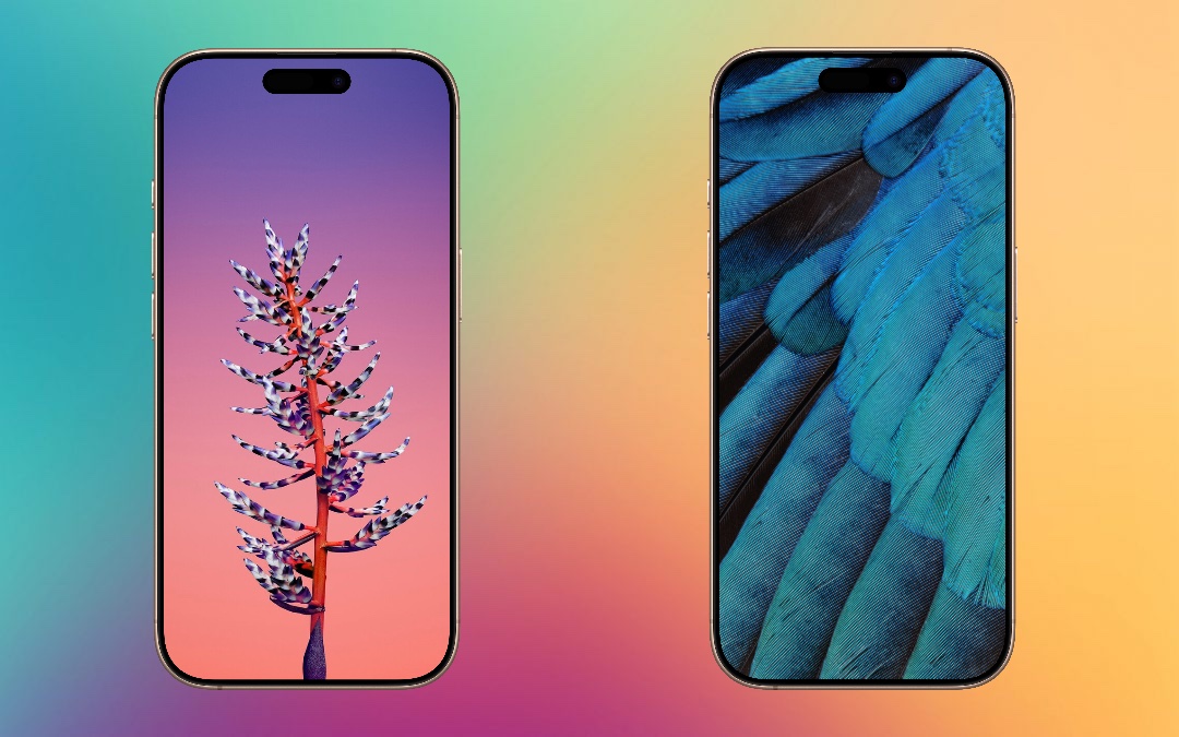 Эти 10 обоев iPhone знают все. Культовые рыбы-клоуны тоже здесь