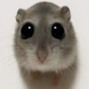 andrewsokol avatar