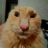 Kayjot avatar